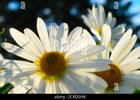 Weiße und gelbe Blumen ähneln Gänseblümchen, die in Sibirien wachsen Stockfoto