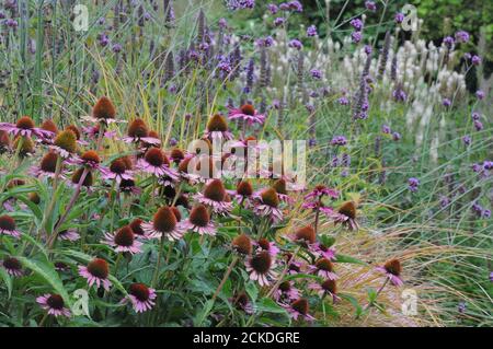 Herbstlicher Garten in Großbritannien Stockfoto