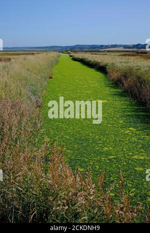 Algen im Deich, Cley Naturschutzgebiet, Nord-norfolk, england Stockfoto