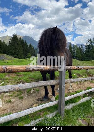 Das Pferd auf der Alm, Duisitzkarsee, Österreich.der Duisitzkarsee ist wohl einer der schönsten Bergseen im Schladminger Tauer Stockfoto