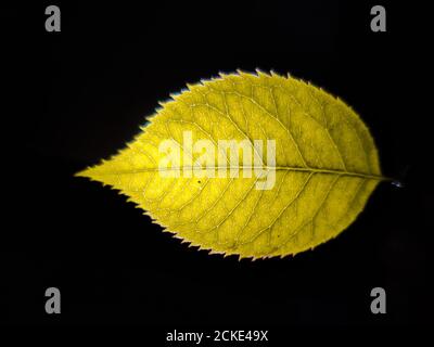 Herbstblatt isoliert auf schwarzem Hintergrund. Stockfoto