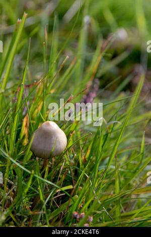 Ein Nahaufnahme Bild von einem Freiheitsmütze Pilz in Ein Feld Stockfoto