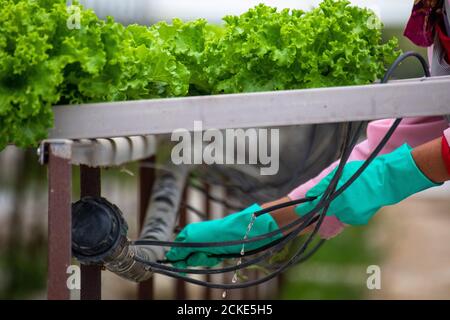 Nahaufnahme einer Frau, die Handschuhe trägt, während sie in einem Gewächshaus arbeitet, in dem der Salat nach der Methode der Sockelhaltung angebaut wird. Stockfoto