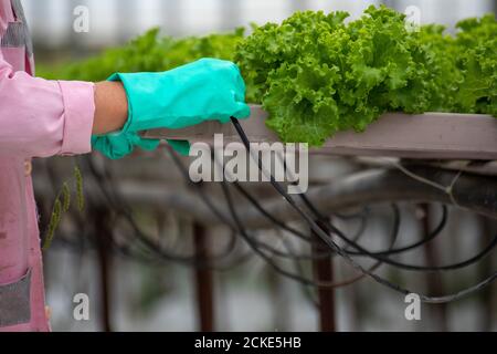 Nahaufnahme einer Frau, die Handschuhe trägt, während sie in einem Gewächshaus arbeitet, in dem der Salat nach der Methode der Sockelhaltung angebaut wird. Stockfoto