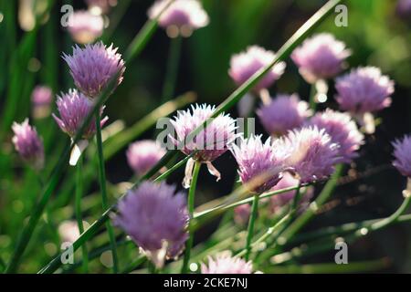 Blumenzwiebeln mit wilden Zwiebeln. Allium Blumen. Blütenstand der dekorativen Zwiebel im Garten. Zierpflanze im Garten, große runde violette Blüte aus der Nähe, blühende Zwiebeln. Stockfoto