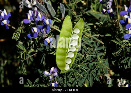 Blühende Erbsen, Pisum Sativum, Feld in der Nähe von Manu Nationalpark in Peru Stockfoto