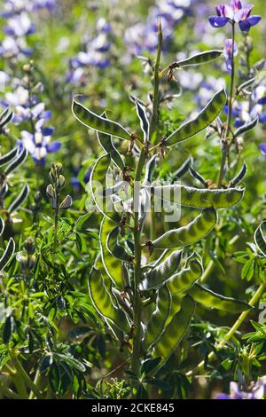 Blühende Erbsen, Pisum Sativum, Feld in der Nähe von Manu Nationalpark in Peru Stockfoto