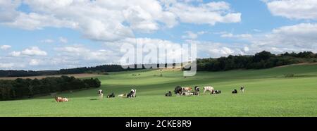 deutsche eifellandschaft mit Kühen auf Wiesen und Feldern Stockfoto