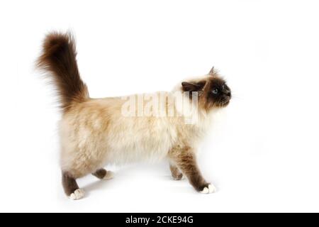 Schokolade Birmanese Domestic Cat, Erwachsenen vor weißem Hintergrund Stockfoto