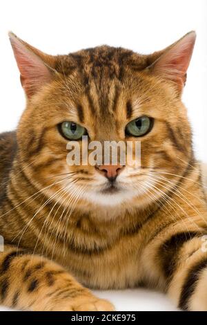 Brown Spotted Tabby Bengal Hauskatze, Porträt von Erwachsenen vor weißem Hintergrund Stockfoto