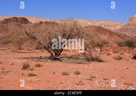 Blick auf den trockenen Busch, der von hartem geschrumpftem Boden im Timna Park in der Negev-Wüste in Israel wächst. Stockfoto