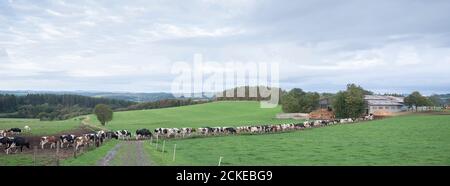 Lange Reihe von Kühen in der ländlichen Landschaft der deutschen eifel Stockfoto
