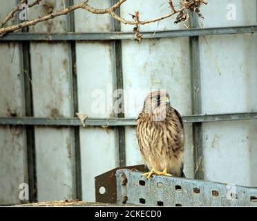 Vor kurzem flügge Kestrel (Falco tinnunculus) auf Farm 04 Stockfoto