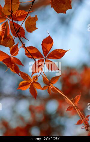 Zweige von roten Herbstblättern. Rote Ahornblätter im Herbst. Stockfoto