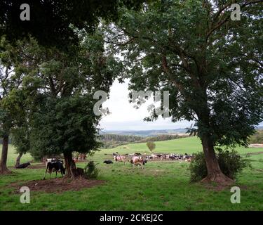 Baumstämme und Kühe in der ländlichen Landschaft der deutschen eifel Stockfoto
