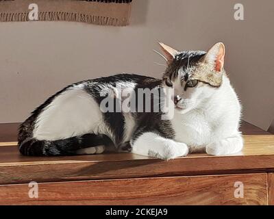 Katze sitzt in einer Entspannungspose auf einer hölzernen Oberfläche. Stockfoto