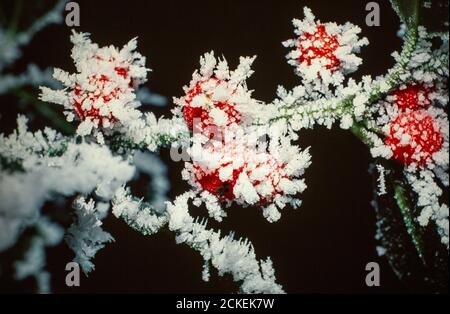 Haselfrost auf Holly Beeren. Stockfoto