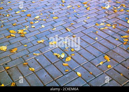 Gelbe Blätter liegen am Herbsttag auf dem Pflaster Stockfoto