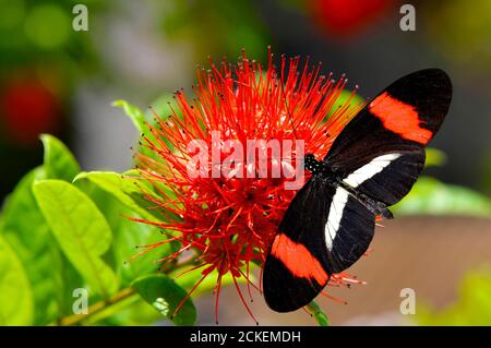 Karmesinrot gepatchte Longwing Butterfly auf einem Puderpuff combretum lateinischer Name Combretum Konstrictum Blume Stockfoto