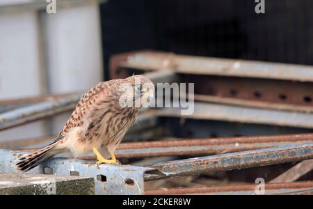 Jungvogel (Falco tinnunculus) flügge auf Farm 06 Stockfoto