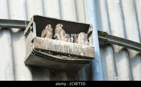 4 junge Turmfalken (Falco tinnunculus) Im Nistkasten auf Getreidesilo Stockfoto