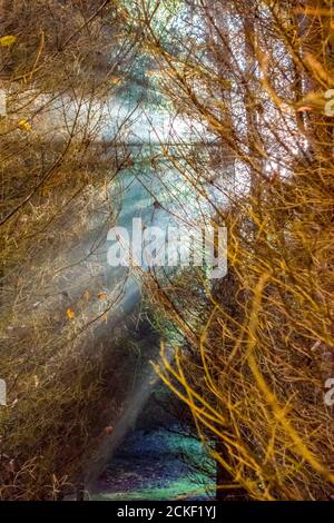 Seltsame Landschaft mit Sonnenstrahlen in einem Wald Stockfoto