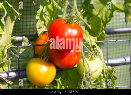 Tomaten wachsen auf dem Weinstock. Stockfoto