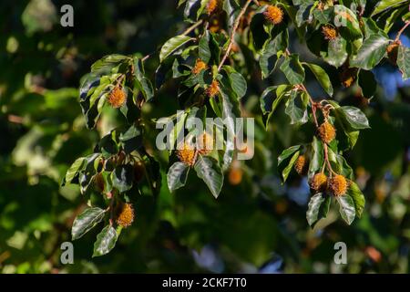 Beechnut hängt an einem Ast einer Buche, auch Fagus sylvatica oder Buchecker genannt Stockfoto