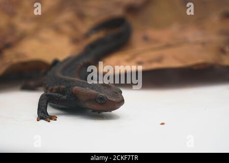 Krokodilmolch (Tylototriton panhai) steht auf dem weißen Hintergrund Studio Stockfoto