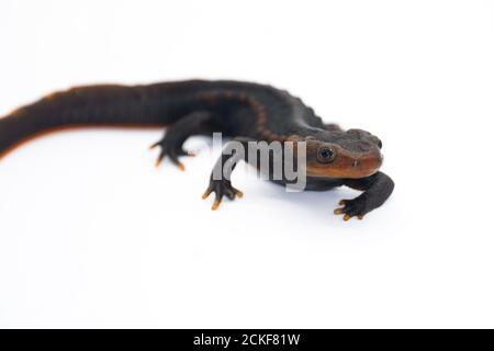 Krokodilmolch (Tylototriton panhai) steht auf dem weißen Hintergrund Studio Stockfoto