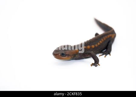 Krokodilmolch (Tylototriton panhai) steht auf dem weißen Hintergrund Studio Stockfoto