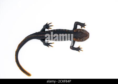 Krokodilmolch (Tylototriton panhai) steht auf dem weißen Hintergrund Studio Stockfoto