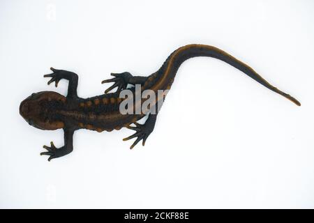 Krokodilmolch (Tylototriton panhai) steht auf dem weißen Hintergrund Studio Stockfoto