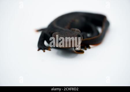 Krokodilmolch (Tylototriton panhai) steht auf dem weißen Hintergrund Studio Stockfoto