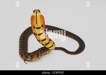 Falsche Kobra (Pseudoxenodon macrops) auf dem weißen Hintergrund-Studio Stockfoto