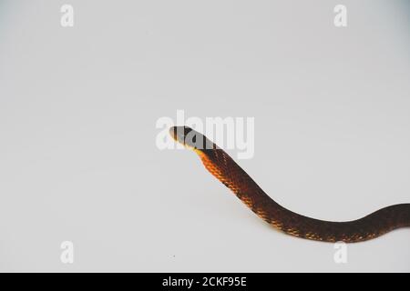 Falsche Kobra (Pseudoxenodon macrops) auf dem weißen Hintergrund-Studio Stockfoto