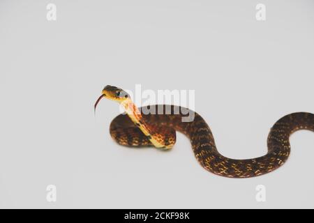 Falsche Kobra (Pseudoxenodon macrops) auf dem weißen Hintergrund-Studio Stockfoto