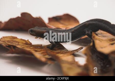 Krokodilmolch (Tylototriton panhai) steht auf getrockneten Blättern Stockfoto