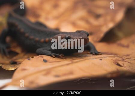 Krokodilmolch (Tylototriton panhai) steht auf getrockneten Blättern Stockfoto