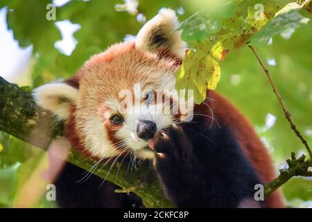 Shifumi die einjährige Panda ist die neueste Ergänzung zu Bristol Zoo Gardens, die aus dem Parc Animalier d’Auvergne in Frankreich kam, wo sie nach dem beliebten Spiel "Rock, Papier, Schere benannt wurde. Shifumi kommt gerade rechtzeitig, um den internationalen Tag des Roten Pandas am 19. September zu feiern, der jährlich am dritten Samstag im September auf der ganzen Welt gefeiert wird. Stockfoto