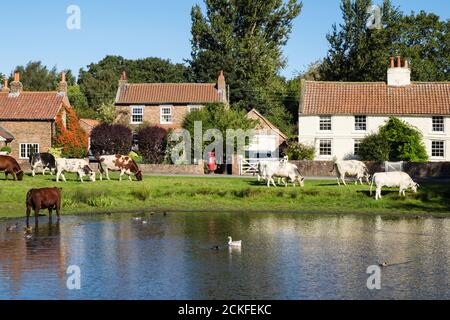 Ländliche Szene mit Freilandrindern, die an einem Ententeich auf einem englischen Landdorf grasen. Nonne Monkton York North Yorkshire England Großbritannien Stockfoto