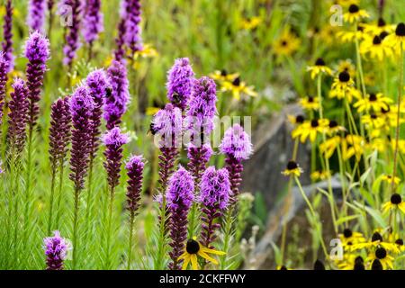 Dicht lodernden Stern Liatris spicata Juli Blumen gemischt Rudbeckias Stockfoto