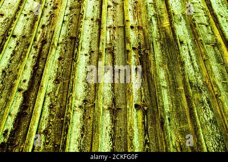 Gelbe Holzstruktur mit abnehmender Perspektive Stockfoto