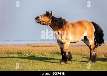 Pferd auf den Salzwiesen auf der ostfriesischen Insel Juist, Deutschland. Stockfoto