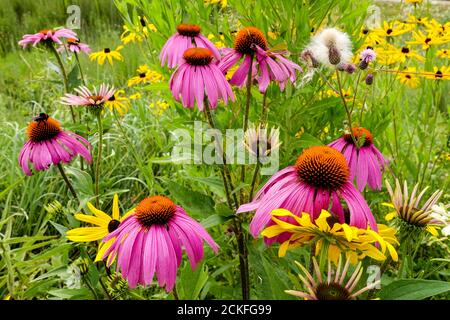 Gelb lila florebed gemischt Lila Kegelblumen Rudbeckias juli Garten Blumen Stockfoto