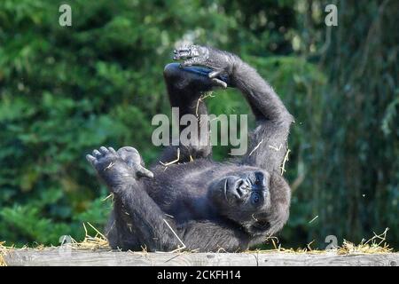 Ein junger westlicher Flachland-Gorilla rollt in der warmen Sonne herum, während sie mit ihrer Familie in den Bristol Zoo Gardens interagieren. Stockfoto