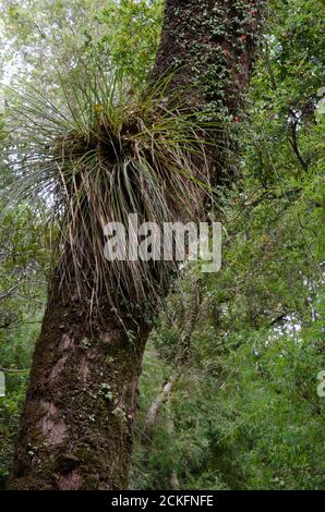 Chupalla Fascicularia bicolor an einem Baum. Cerro Nielol Naturdenkmal. Temuco. Region Araucania. Chile. Stockfoto