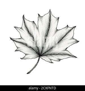 Schwarz-weißes Ahornblatt isoliert auf weiß, Linienkunst Tuschezeichnung eines Blattes, handgezeichnete botanische Illustration, schwarze Blatt Skizze Stockfoto