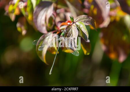 Nahaufnahme einer grünen Weide Smaragddamselfly oder Libelle, auch Chalcolestes viridis oder Weidenjungfer genannt Stockfoto