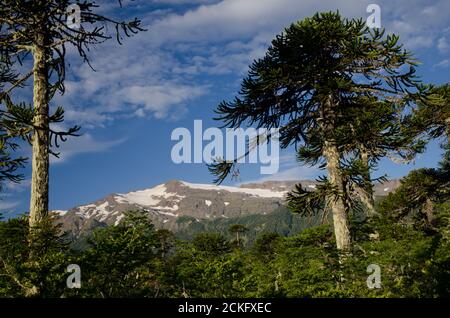 Wald aus Affenrätselbaum Araucaria araucana und Gebirge im Hintergrund. Conguillio-Nationalpark. Region Araucania. Chile. Stockfoto